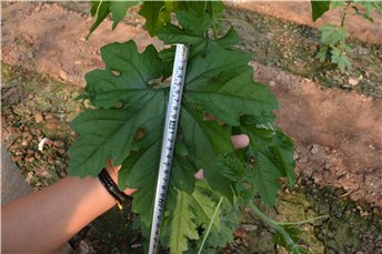 1539161679186156pq8G.png 圖片4.png