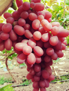 1554273145915255z6QP.png 圖片5.png