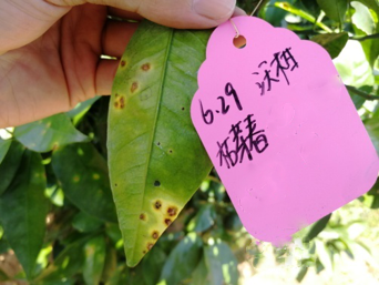 1557820757309365osUq.png 圖片11.png