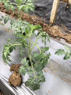 1566437943218120zCu1.png 圖片2.png