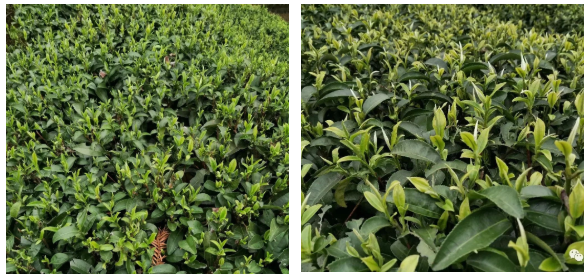 1587374164750712j0Em.png image.png